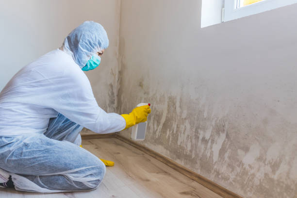 Licensed Basement Mold Remediation service in Saint Charles, IL - WQB Mold Removal