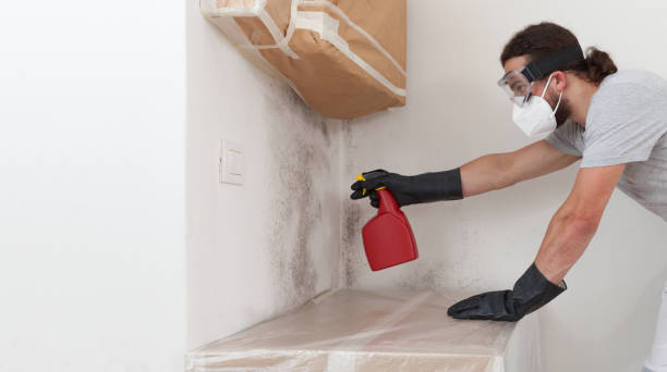 Professional Basement Mold Remediation technician working in Saint Charles, IL