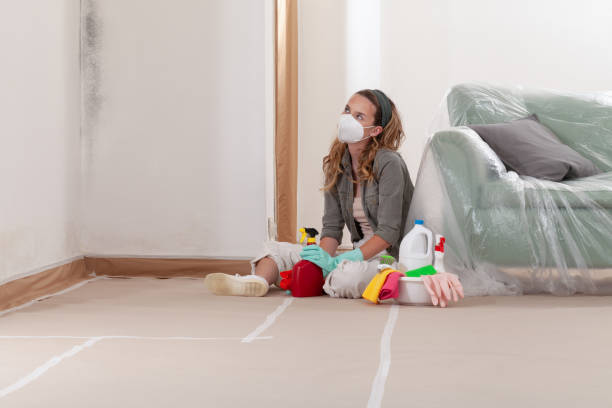 Reliable Basement Mold Remediation contractor in Saint Charles, IL by WQB Mold Removal